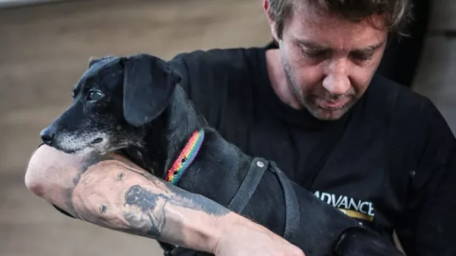 DogTruck lanza su modelo de franquicias: quiere llevar el servicio premium de peluquería canina a domicilio a todo el país