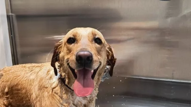 Como un “laverap”, pero para perros: así es Lavedog, el lavadero autoservicio para perros (made in Flores) que ya sueña con franquicias