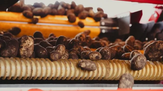 Lamb Weston supera la etapa de prueba y se encamina a salir con todo al mercado (qué hace en Mar del Plata una de las 3 grandes de las papas)